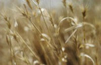 ‘We unlock the power of wheat’: Kampffmeyer