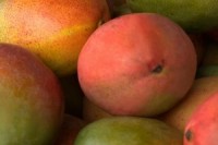 Mango, the new diabetes and cancer buster