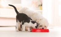 Bravo Recalls Pet Food for Potential Listeria Contamination