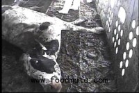 Landmark Settlement Reached in Westland-Hallmark Meat Case