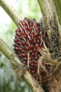 Manufacturers sign up to ‘weak’ national palm oil pledge