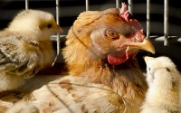 Researchers find elevated levels of arsenic in US chicken meat