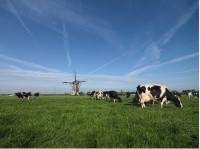 FrieslandCampina, Huishan plan to create JV for infant milk formula in China