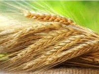 Weather Concerns Affect US Wheat Market