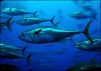 Research looks at how omega-3 can spur sustainable aquaculture