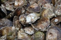 Shellfish harvest area in Washington state closed for bacteria hazard