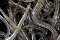 Decision postponed on new rules for Maine’s eel fishery