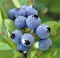 Eating flavonoid-rich foods may boost memory