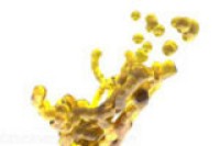 Imerys Minerals aims to solve mineral oil migration problem