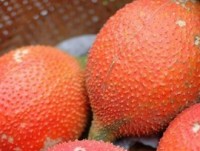 Wonder fruit Gac contains more lycopene than tomato