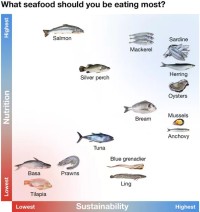 Here’s the seafood Australians eat and what we should be eating