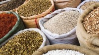 Brazil scientists developing lifesaving superfoods through traditional plant breeding methods