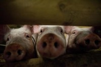 Deadly pig virus re-infects U.S. farm, fuels supply fears
