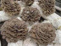Maitake mushrooms can inhibit tumor growth and boost immunity