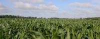 U.S. Corn Condition Dips Slightly, Now at 74% Good to Excellent