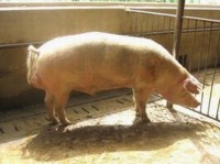 Porcine epidemic diarrhea virus confirmed in Iowa, Indiana hog farms