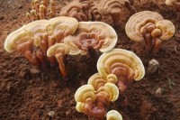 Studies show that reishi mushrooms fight cancer and diabetes