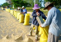 Businesses push export rice price up in peak time