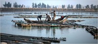 U.S. Imports Fish From China Raised on Human and Animal Waste