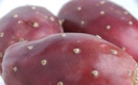 CA Health Department Warns Against Eating Pesticide-Tainted Imported Cactus