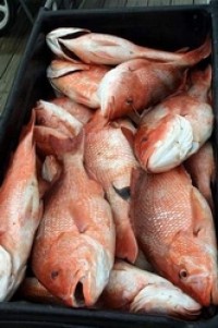 Investigation finds seafood fraud in a third of samples