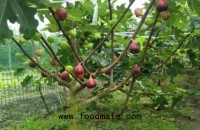 China: A promising market outlook for figs
