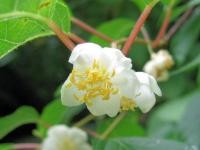 Actinidia polygama extract prevents obesity