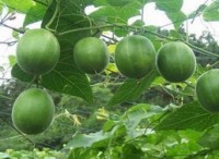 Monk fruit extract approved as sweetener