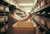 Scientists row as authorities ponder Monsanto GM cancer study