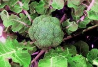 The best aromatase-inhibiting foods and herbs