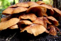 Death Cap mushrooms in ACT poisoning incident not from Woolworths
