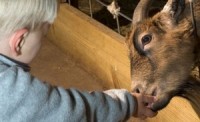Raw goat milk recalled in Washington state over E. coli risk