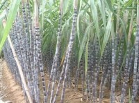 Africa, Asia to lead rise in global sugar demand through 2021, report says