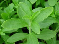 Sunwin Stevia pours cash into production