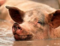 Food manufacturers warned of 40,000 illegal pigs/hour