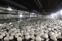 We will develop the IQF as well as pre-cooked
