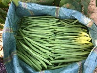 Green beans from Yunnan enter market in bulk