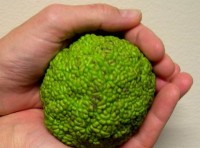 Osage orange looks a bit like a green brain