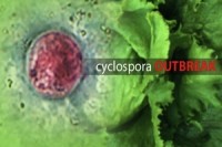 Cyclospora cases reach 548, including one in California