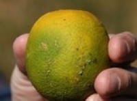 Citrus disease could kill industry if US Congress slows research