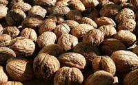Walnuts consumption lower risk of type 2 diabetes in women