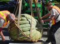 Fredericton sees giant 1,808-pound pumpkin