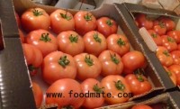 Macedonia: Red and pink tomatoes, the most popular in Eastern Europe