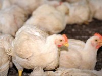 Netherlands Urges Ghana Not to Ban Chicken Imports