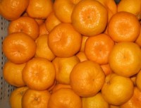 Alert: GMO oranges now under development