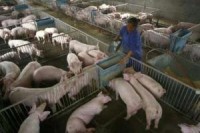 EU pig farmers miss on boom as Russian ban spurs WTO case