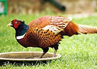 Advice to frequent eaters of game shot with lead