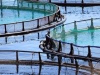 Aquaculture to Produce Majority of Global Food Fish Supply by 2030