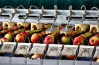 Clean produce facilities are crucial in preventing food safety outbreaks