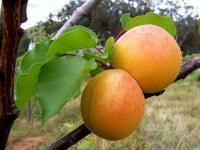 Amygdalin may help prevent some cancers